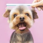 Dog Groomers