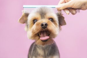 Dog Groomers
